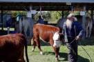 cattle.jpg