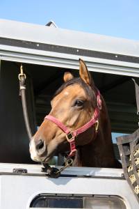 horse3.jpg